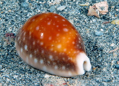 Lyncina vitellus