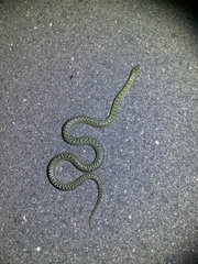 Lampropeltis holbrooki