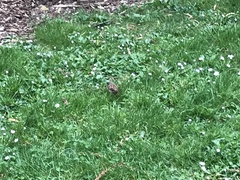 Prunella modularis occidentalis