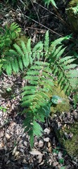 Pteris pellucens