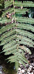 Pteris pellucens
