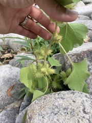 Xanthium strumarium