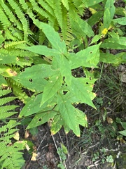 Lysimachia quadrifolia