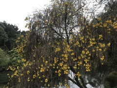 Sophora microphylla