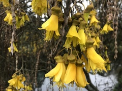 Sophora microphylla