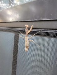 Stagmomantis
