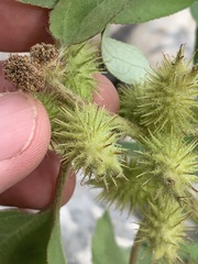 Xanthium strumarium