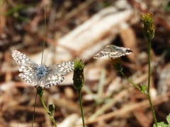 Burnsius orcynoides