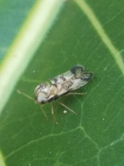 Tingidae