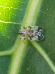 Tingidae