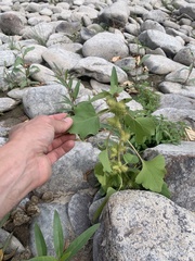 Xanthium strumarium
