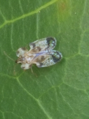 Tingidae