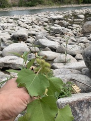 Xanthium strumarium