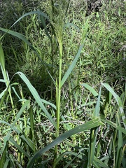 Panicum dichotomiflorum