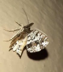 Macaria graphidaria