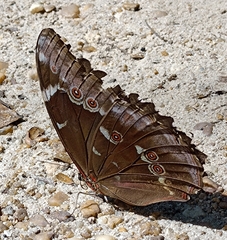 Morpho menelaus menelaus