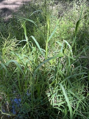 Panicum dichotomiflorum