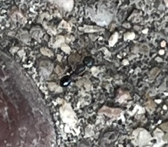 Pheidole metallescens