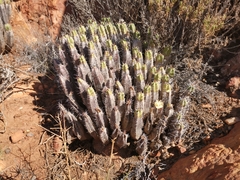 Euphorbia officinarum