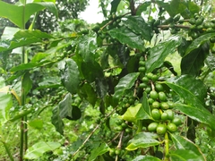 Coffea arabica