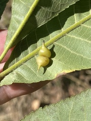 Caryomyia conoidea