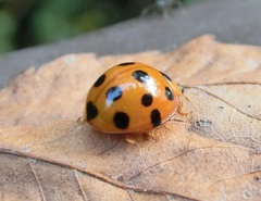 Harmonia dimidiata