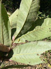 Caryomyia conoidea