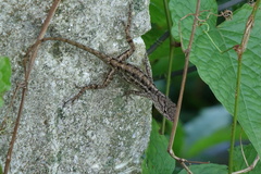 Anolis sagrei