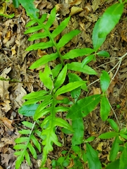 Woodwardia areolata