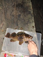 Sebastes auriculatus