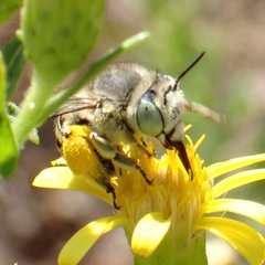 Anthophora bimaculata