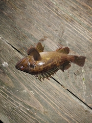 Sebastes auriculatus