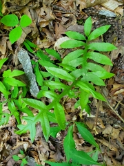 Woodwardia areolata