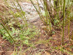 Pellaea calidirupium