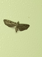 Eupithecia pusillata