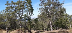 Eucalyptus urophylla