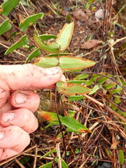 Pellaea calidirupium