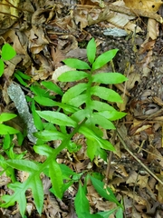 Woodwardia areolata