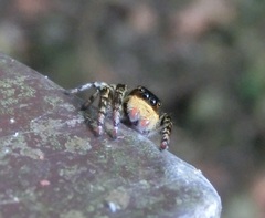 Carrhotus