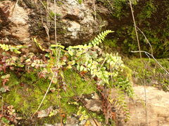 Pellaea calidirupium