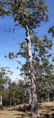 Eucalyptus urophylla