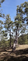 Eucalyptus urophylla