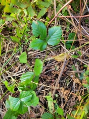 Rubus hispidus