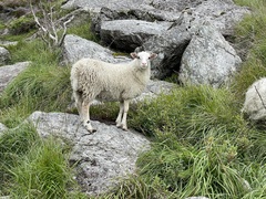 Ovis aries