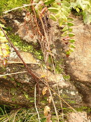 Pellaea calidirupium