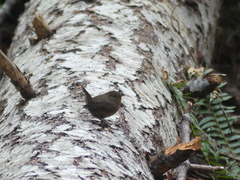 Troglodytes pacificus