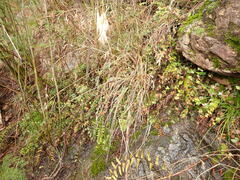 Pellaea calidirupium