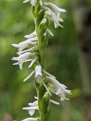 Spiranthes vernalis