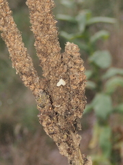 Paracorsia repandalis