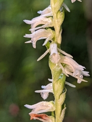 Spiranthes vernalis